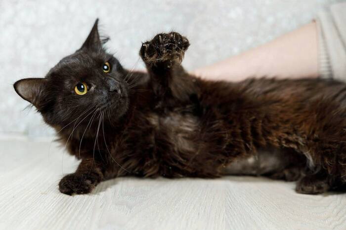 Кошечка Агата, прошедшая сложный путь, ищет дом!