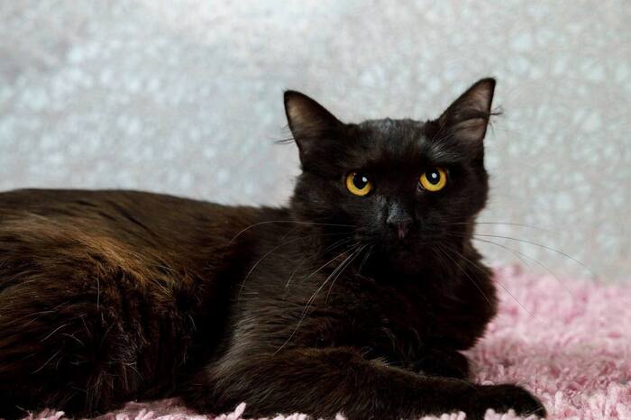 Кошечка Агата, прошедшая сложный путь, ищет дом!