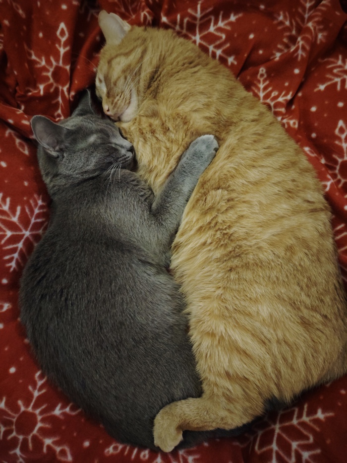 Вы давненько не видели моего кота