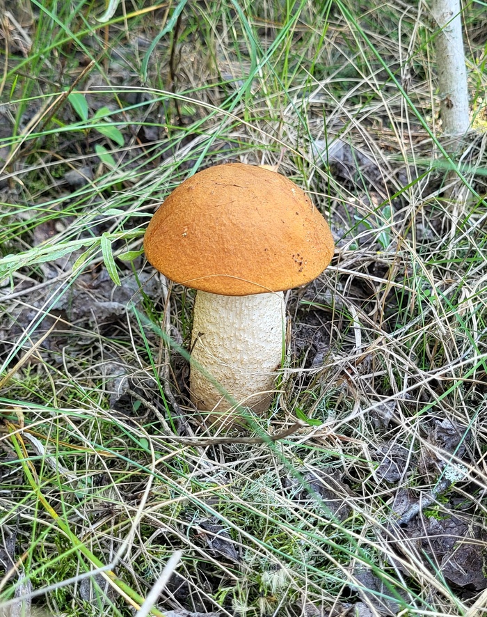 Подосиновик