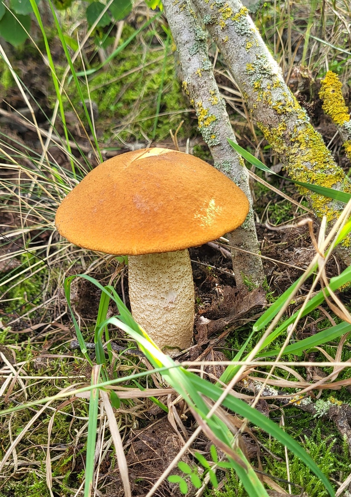 Подосиновик