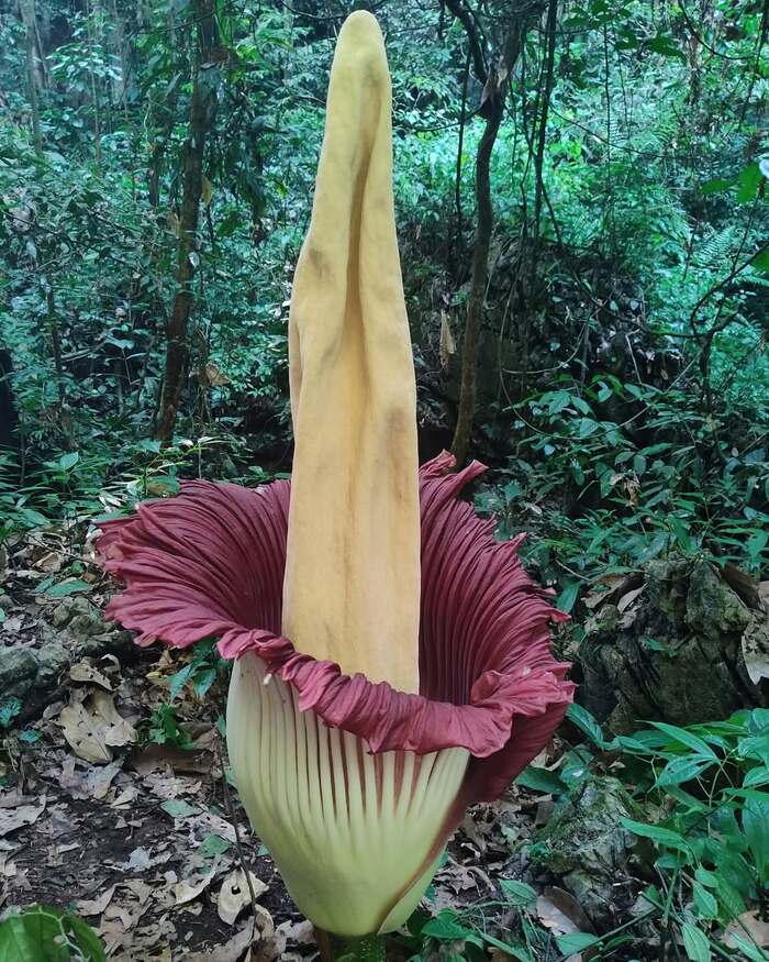 Цветущий аморфофаллус титанический