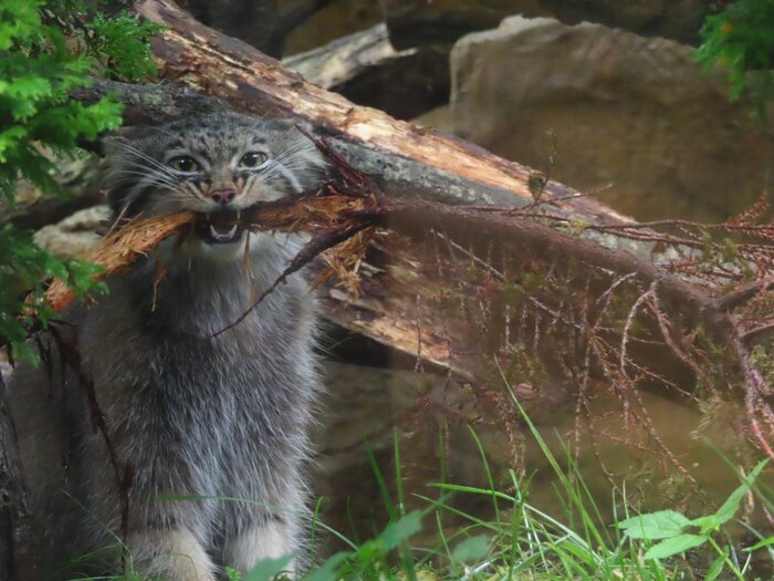 Представим, что это рука