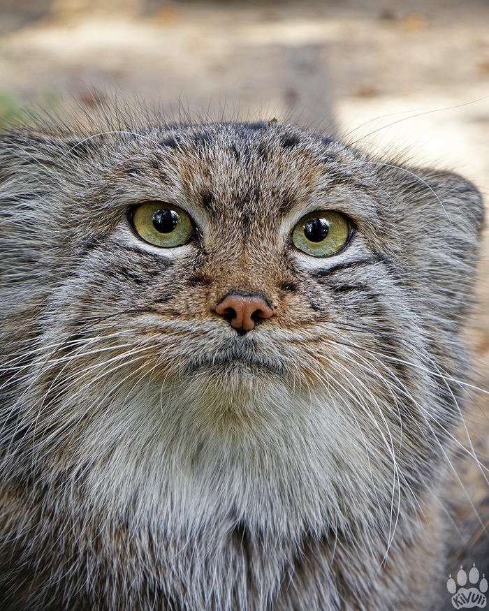 Новосибирская красота