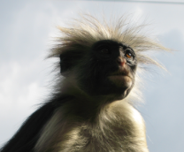 �������� �� �����