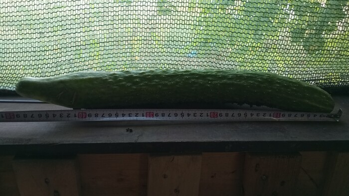 Огурец пикабушника прямиком с огорода!