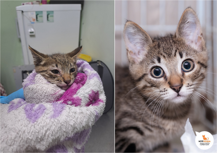 Котёнок Бодрячок, 3 месяца. Найден на улице.