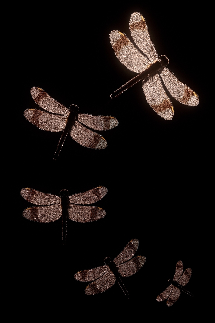 Canon EOS R, RF100mm F2.8 L MACRO IS USM, Kase Mist 1/4, проекционная насадка, внутрикамерная мультиэкспозиция