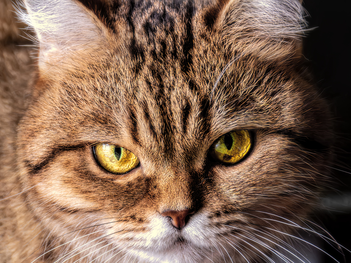 Котопортрет