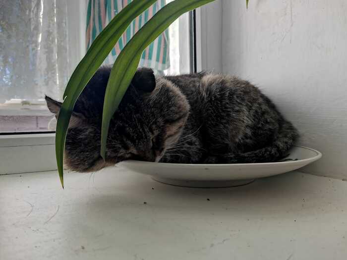 Тарелочник