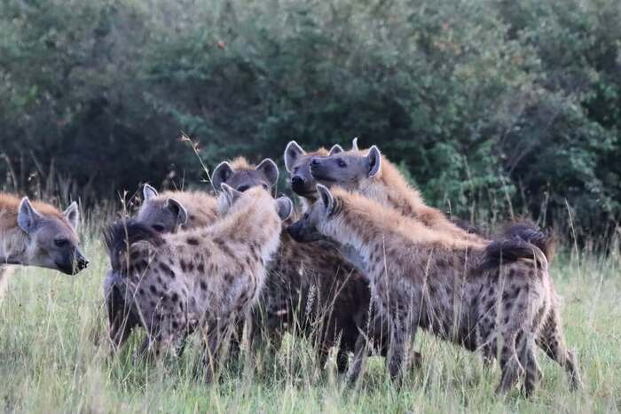 Клан исследует стебель травы
