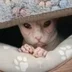 PROtCAt