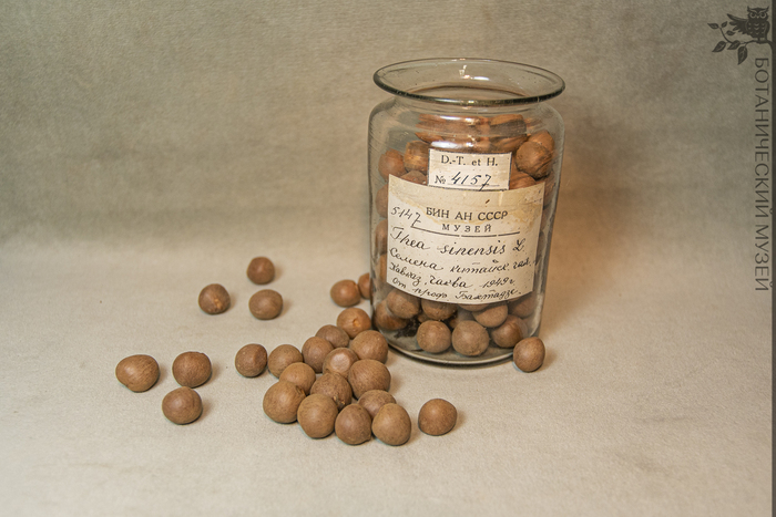 Семена Камелии китайской (Camellia sinensis). Чаква. 1949 год. Переданы К.Е. Бахтадзе. Коллекция экономической ботаники Ботанического музея БИН РАН.