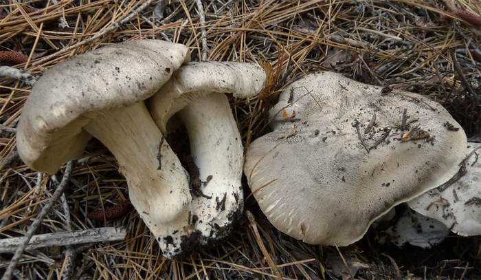 ������� ��������