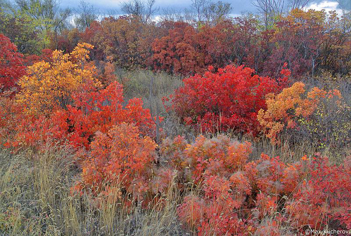 Осенние скумпии. Фото М. Кучерова.