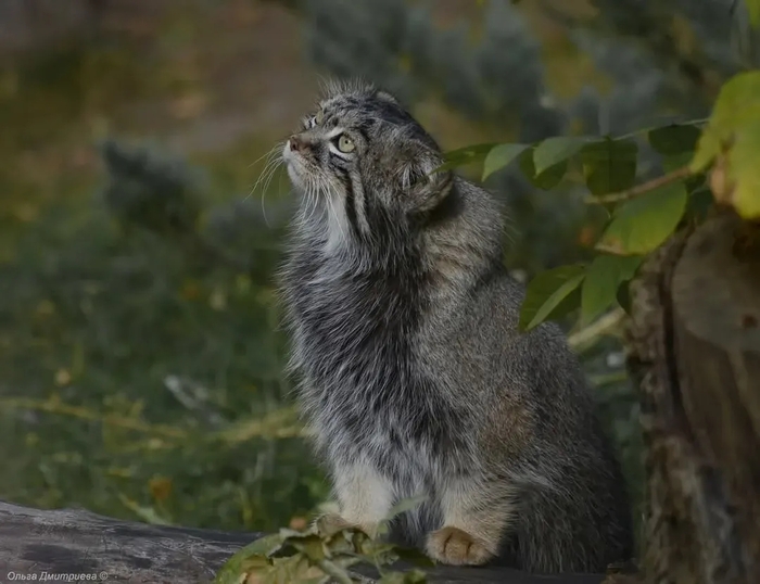 Царь Московского зоопарка Тимоша