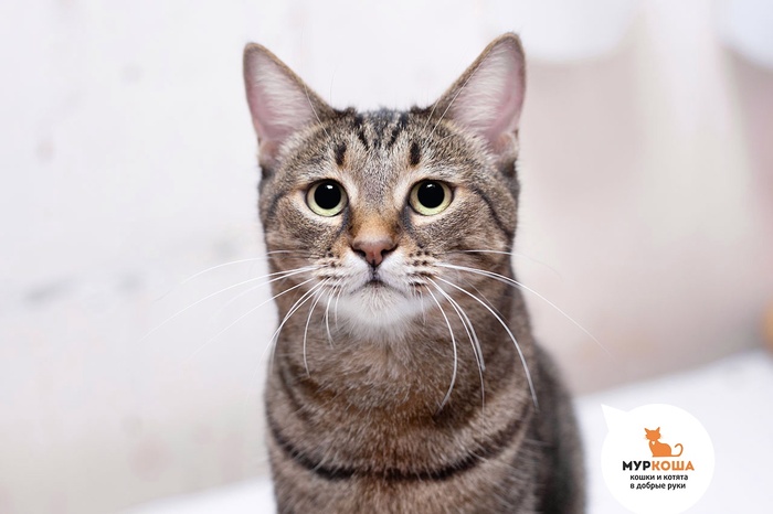 Кошка Абигель, 7 лет, домашняя.