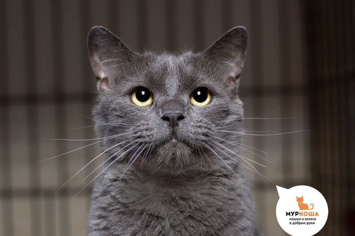 Кот Бегемоша, 4 года, приехал с передержки. Диагностирован ВИК. Пристраивается единственным котиком или в семью с кошками-носителями ВИК. Обращаем внимание, что ВИК не опасен для человека и животных других видов и не передаётся им.