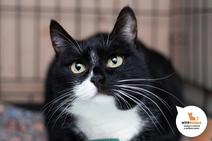 Кошка Крисси, 7 лет, домашняя.