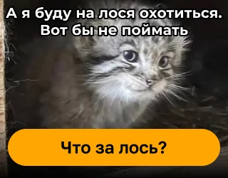 Реклама на Пикабу - Моё, Пикабу, Реклама, Зажрались, Бесит, Администрация, Видео, Без звука, Вертикальное видео, Короткие видео, Длиннопост