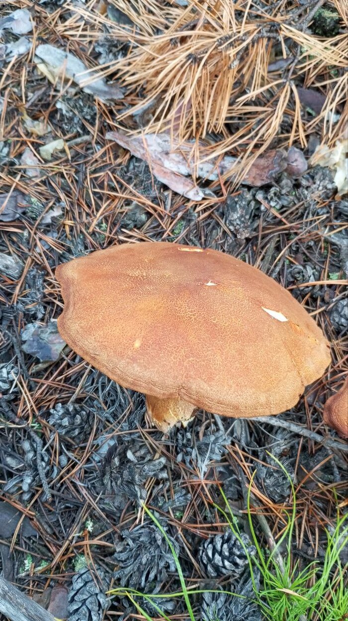 Хрен знает что за гриб, а как говорят старики, не знаем не берём