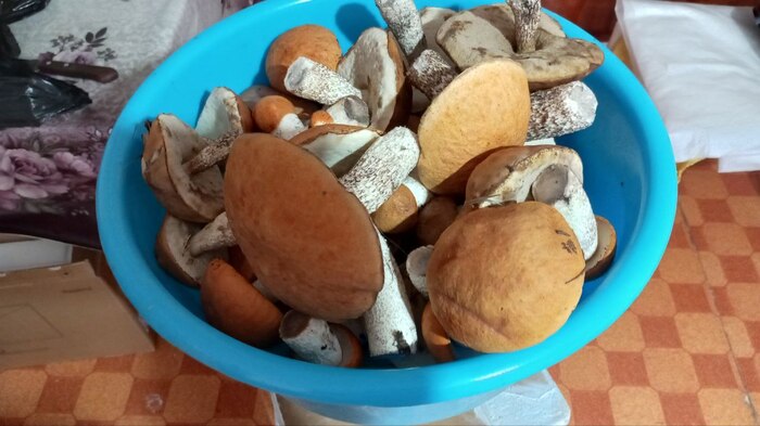 Подосиновики вперемешку с подберёзовиками