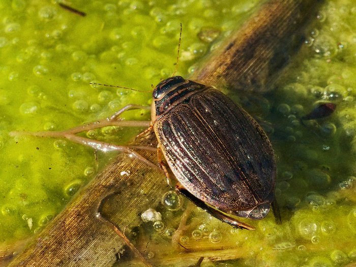 На фотографии самка жука-плавунца. Перед полетом происходит обязательная просушка крыльев. А может просто загорает?