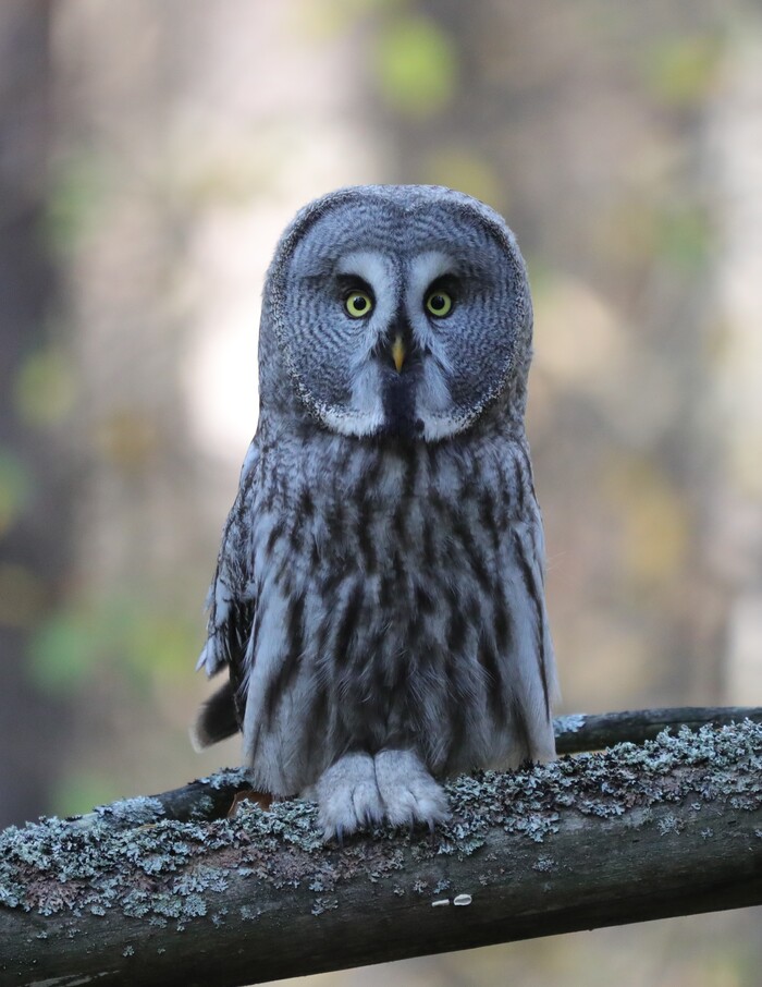 Лапки вот у нас, изволите видеть