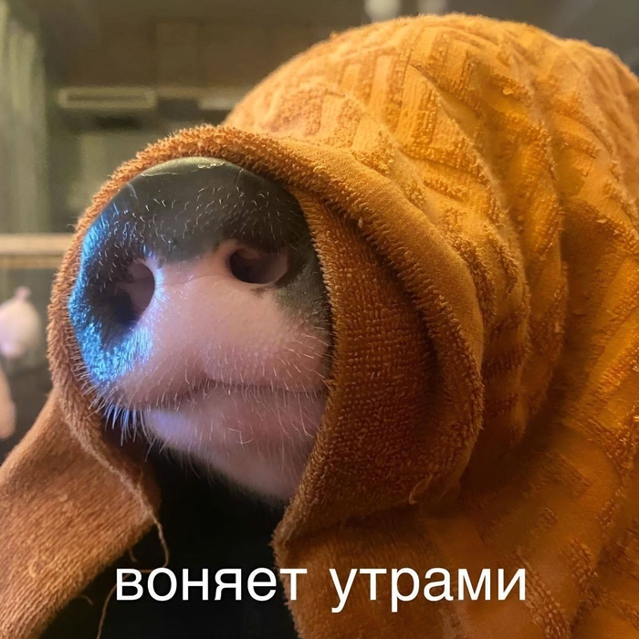 Доброе утро пикабушникам!