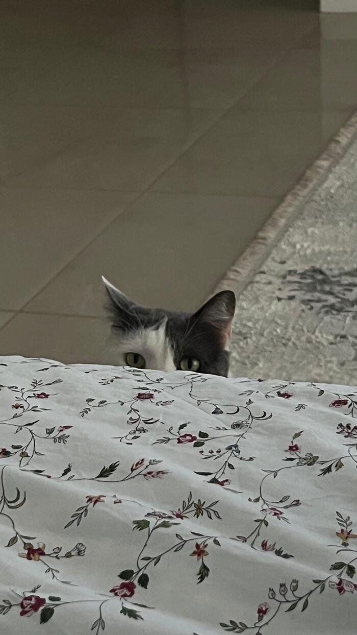 "Я палтизаню за тёбой..."