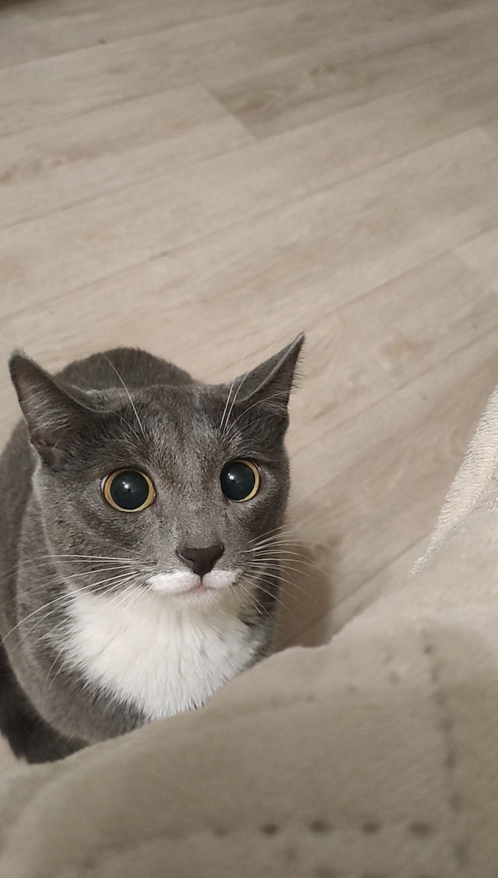 Косплей на кота из Шрека