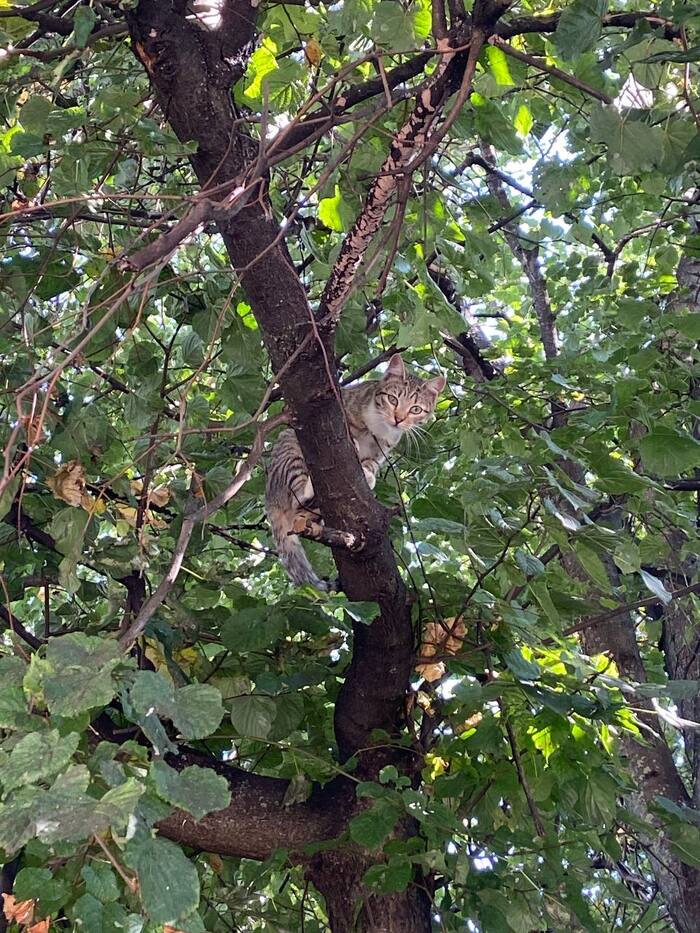 Бездомная кошка слушает сказку про то, как ее заберут домой.