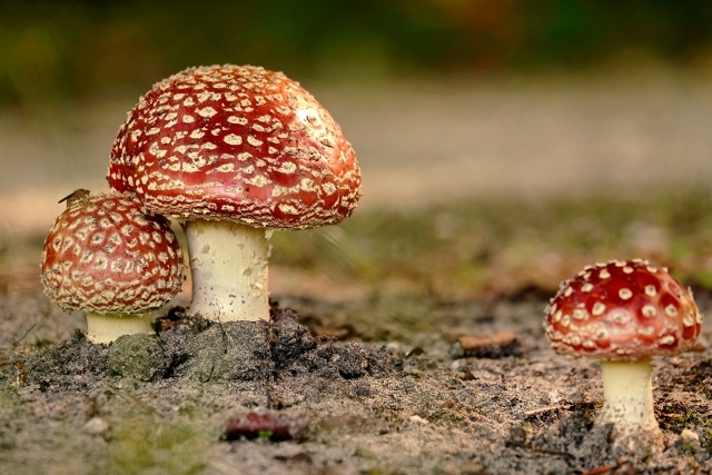 Самые фотогеничные грибы. И не такие уж они ядовитые - на грибке слева сидит муха, собирается позавтракать (или пообедать).