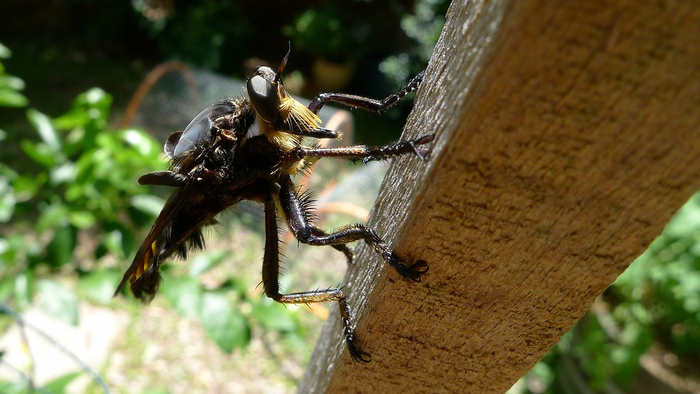 Глядя на ктыря главное помнить, что он наш друг, а не враг.