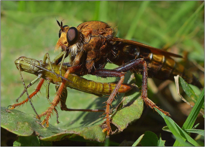 Допрыгался!