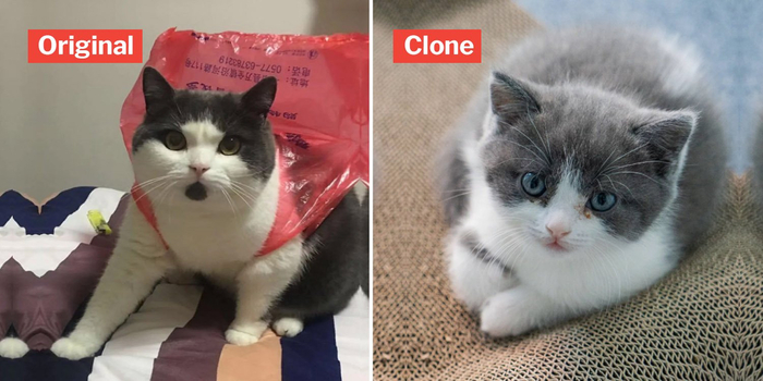 Это первый клонированный котёнок из Китая по кличке Чеснок. Слева — донор, справа — клон.