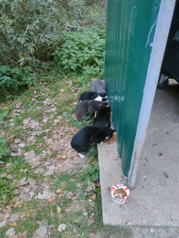 Это я кормлю их, когда приезжаю