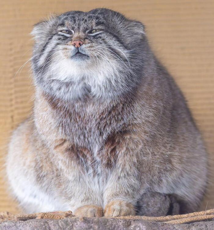 А ты уверен, что собираешься меня погладить? -__-