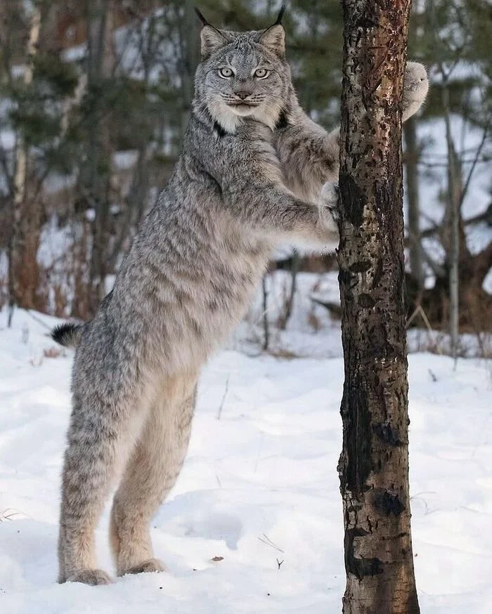 https://blog.monde-animal.com/