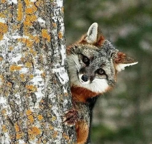 ����� ������, ����� �����!