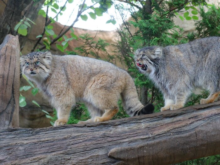  <!--noindex--><a href="https://pikabu.ru/story/vechnaya_lyubov_13238518?u=https%3A%2F%2Fx.com%2Fsuna_manuru%2Fstatus%2F1972874119780979181%2Fphoto%2F1&t=https%3A%2F%2Fx.com%2Fsuna_manuru%2Fstatus%2F1972874119780979181%2Fphoto%2F1&h=d503ac124f0424582186963258b399b6ba8a80e4" title="https://x.com/suna_manuru/status/1972874119780979181/photo/1" target="_blank" rel="nofollow noopener">https://x.com/suna_manuru/status/1972874119780979181/photo/1</a><!--/noindex-->