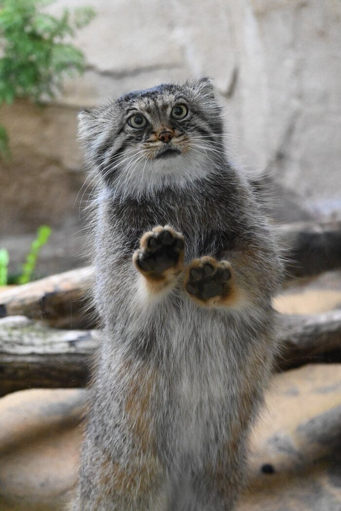  <!--noindex--><a href="https://pikabu.ru/story/vechnaya_lyubov_13238518?u=https%3A%2F%2Fx.com%2Fkumimickey%2Fstatus%2F1972868155568759121%2Fphoto%2F1&t=https%3A%2F%2Fx.com%2Fkumimickey%2Fstatus%2F1972868155568759121%2Fphoto%2F1&h=140658ffaceab895b2d8154d5c364738ecd172a1" title="https://x.com/kumimickey/status/1972868155568759121/photo/1" target="_blank" rel="nofollow noopener">https://x.com/kumimickey/status/1972868155568759121/photo/1</a><!--/noindex-->