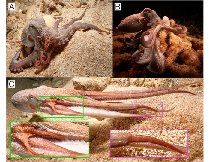 Этот осьминог потерял конечности в 2 местах. На фото видно, как отрастают новые.
