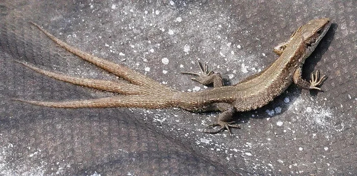 Братан, ты немного перестарался с регенерацией...Да, у ящериц часто бывают сбои во время роста нового хвостика, и получаются вот такие вилки.