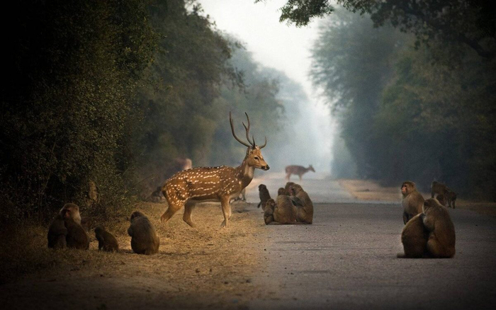 Типичный пейзаж японского Яку. Остров изобилует свободногуляющими оленями и макаками.