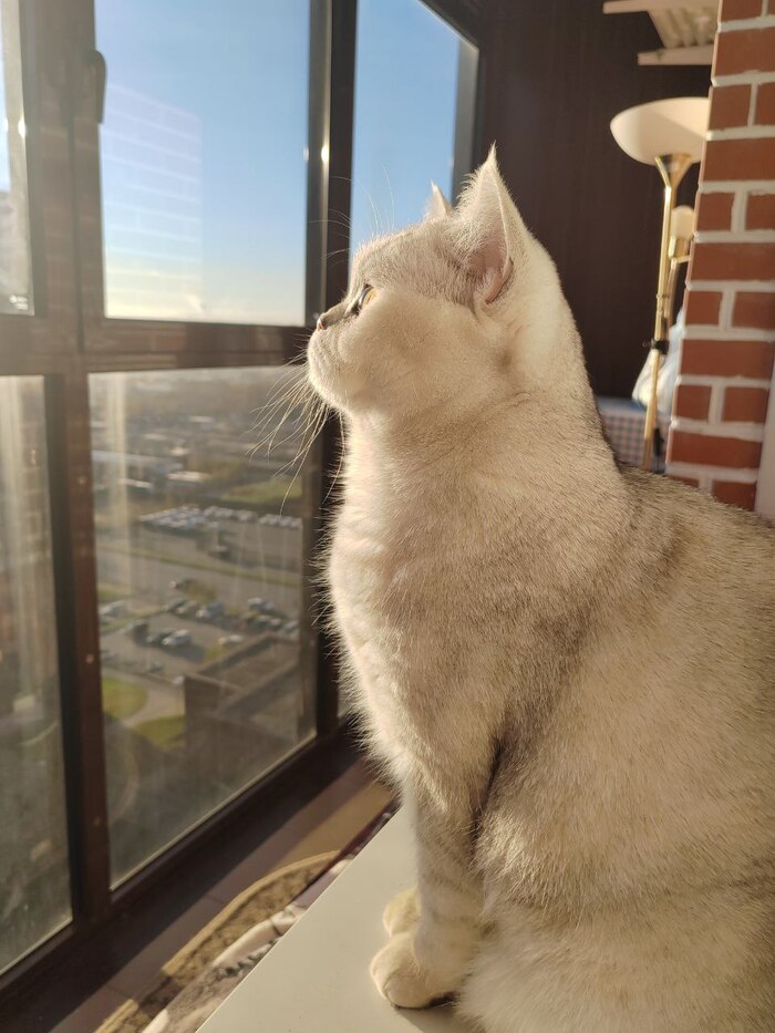 Булька смотрит в светлое будущее