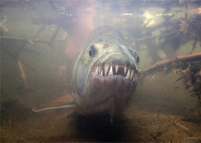 Привет, за удочкой вернулся?