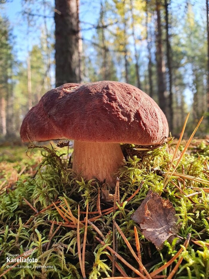 Грибник: Татьяна Терентьева (Карелия, Кондопожский район, Гирвас)
