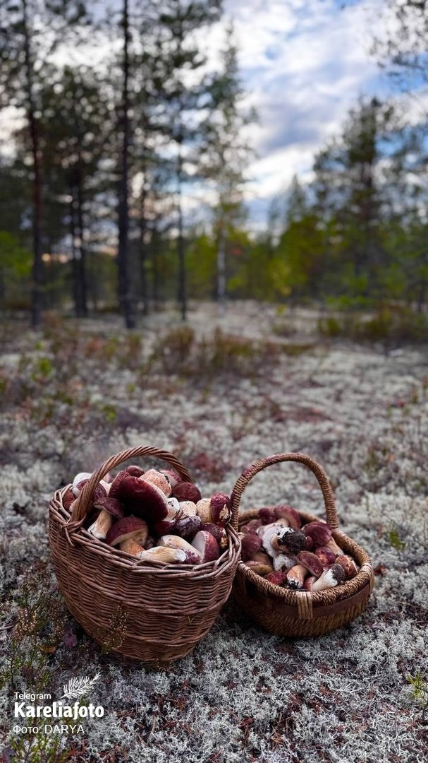 Грибник: DARYA (Карелия, секретное место)