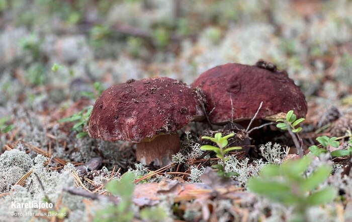 Грибник: Наталья Дейнес (Карелия, Медвежьегорск)